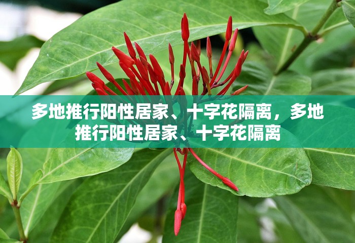 多地推行阳性居家	、十字花隔离	，多地推行阳性居家、十字花隔离