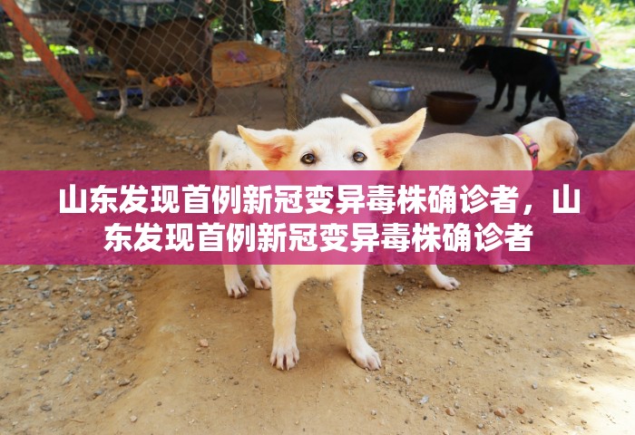 山东发现首例新冠变异毒株确诊者，山东发现首例新冠变异毒株确诊者