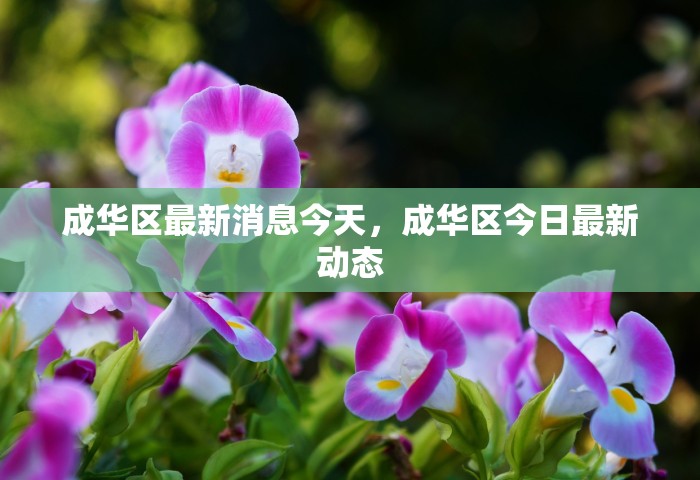 成华区最新消息今天，成华区今日最新动态