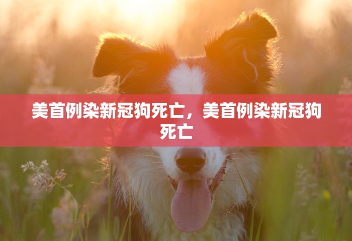 美首例染新冠狗死亡，美首例染新冠狗死亡