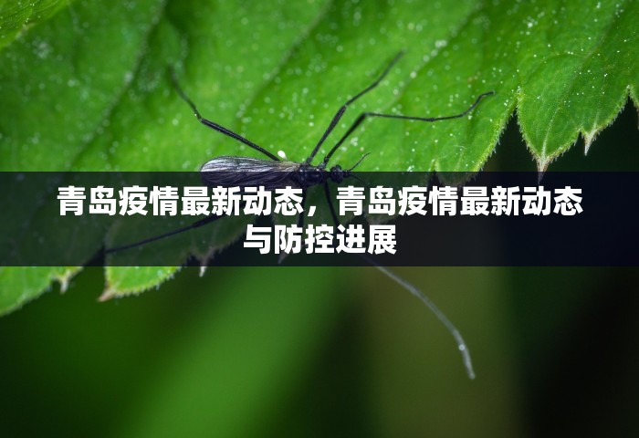 青岛疫情最新动态	，青岛疫情最新动态与防控进展