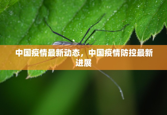 中国疫情最新动态，中国疫情防控最新进展