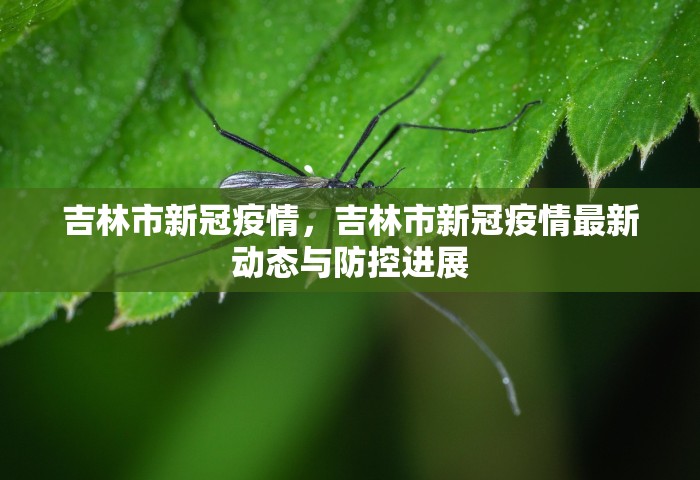 吉林市新冠疫情，吉林市新冠疫情最新动态与防控进展